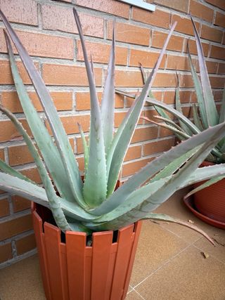Planta Aloe Vera en Maceta