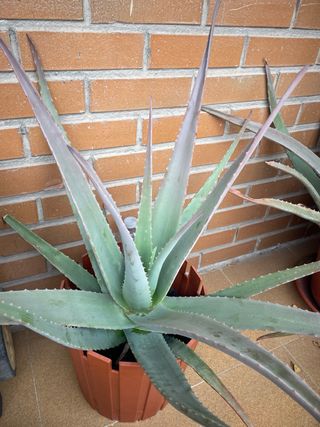 Planta Aloe Vera en Maceta