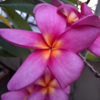 Pianta di Plumeria Cerise