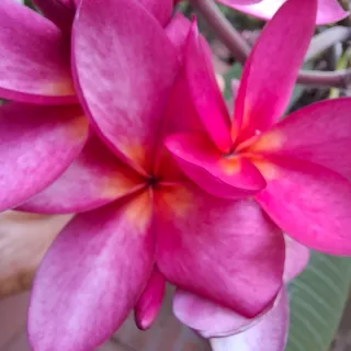 Pianta di Plumeria Cerise