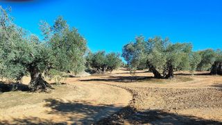Terreno en venta en Bailén