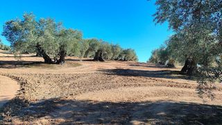 Terreno en venta en Bailén