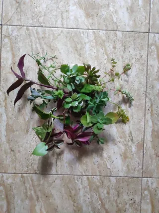 Lote de esquejes de plantas variadas