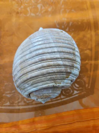 Conchiglia marina grande vintage