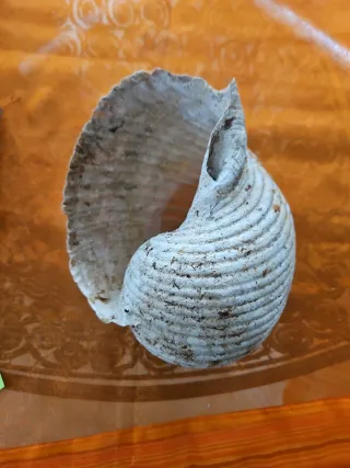 Conchiglia marina grande vintage