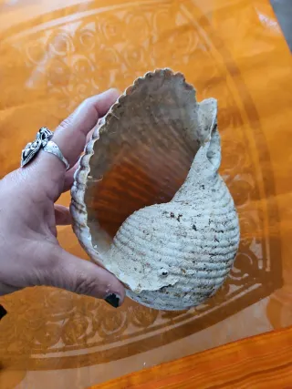 Conchiglia marina grande vintage