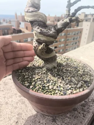 Bonsai Juniperus Chinensis Itoigawa