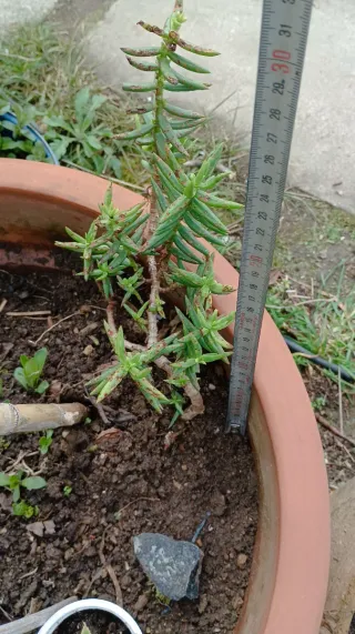 Planta Uñas de Gato