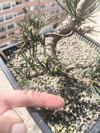 Bonsai Pino Negro Japonés - Pinus Thumbergii
