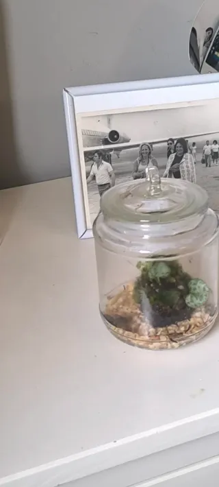 Tarro de cristal con musgo y planta