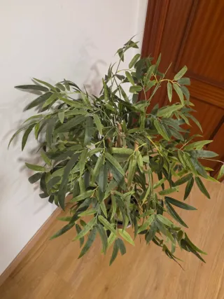 Planta de bambú artificial decorativa  interior