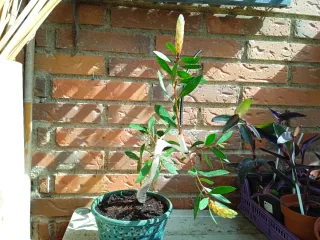 Bonsai Callistemon citrinus