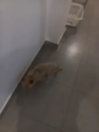 Paseo ,a tu perro si tu te vas de viaje