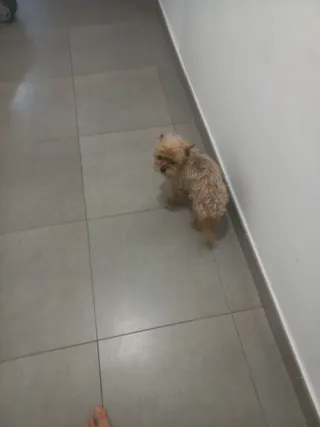 Paseo ,a tu perro si tu te vas de viaje