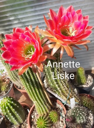 Trichocereus Annette Liske