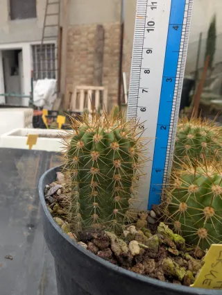 Trichocereus Annette Liske