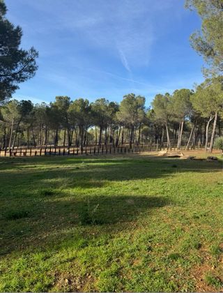 Terreno rústico con olivar y pinar en venta