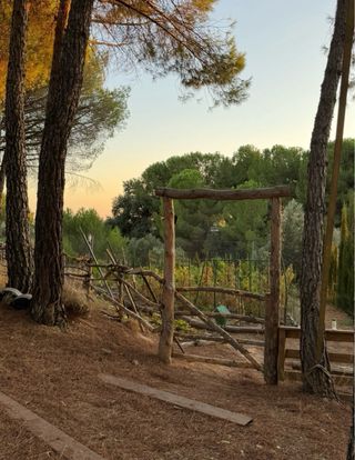 Terreno rústico con olivar y pinar en venta