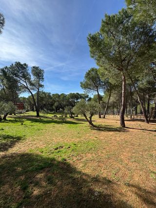 Terreno rústico con olivar y pinar en venta