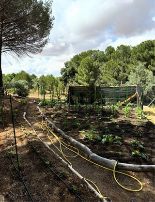 Terreno rústico con olivar y pinar en venta