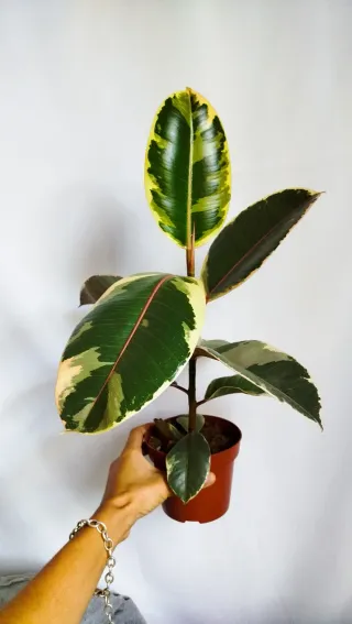 Planta Ficus Tineke variegada