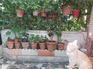 Casa con jardín en Madrid ciudad al lado del metro