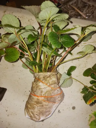 70 Plantones de fresa a raíz desnuda