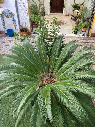 Palmera Cyca en maceta
