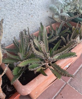 Lote Accesorios Sony PSP, plantas y otras cosas.