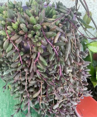 Lote Accesorios Sony PSP, plantas y otras cosas.