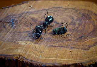 MOSCAS PARA LA PESCA DE BARBOS