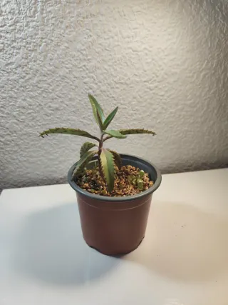 Kalanchoe Daigremontiana Planta