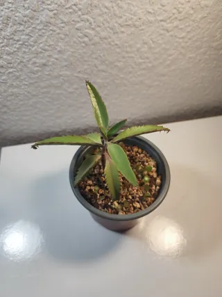 Kalanchoe Daigremontiana Planta