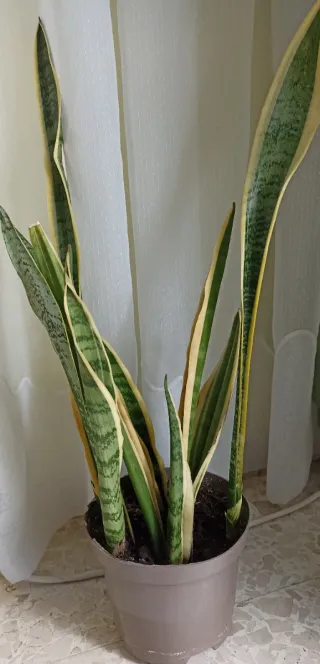 Planta Sansevieria en maceta