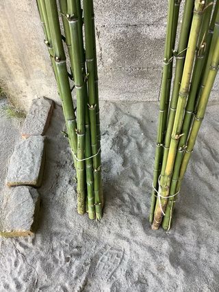 150 canne di bambù per orto/giardino