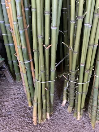 150 canne di bambù per orto/giardino