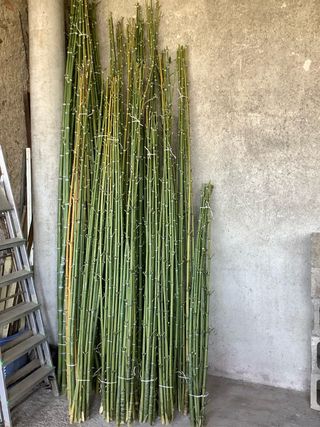 150 canne di bambù per orto/giardino