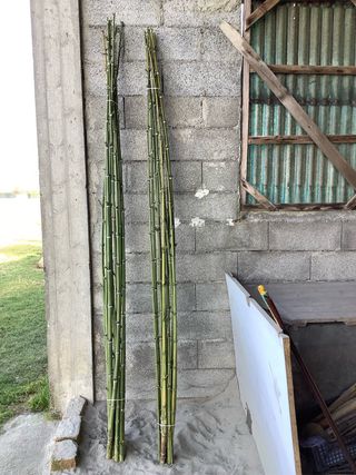 150 canne di bambù per orto/giardino