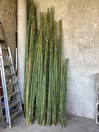 150 canne di bambù per orto/giardino