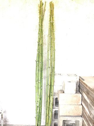 150 canne di bambù per orto/giardino