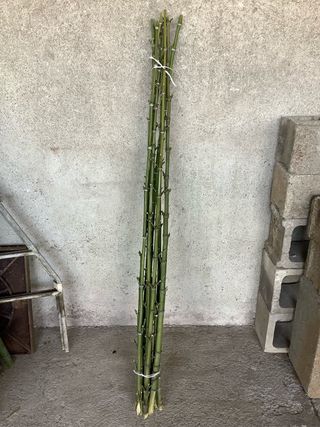 150 canne di bambù per orto/giardino