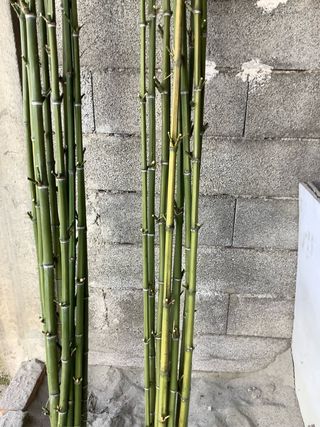 150 canne di bambù per orto/giardino