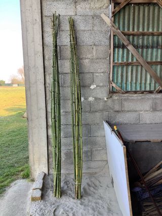 150 canne di bambù per orto/giardino