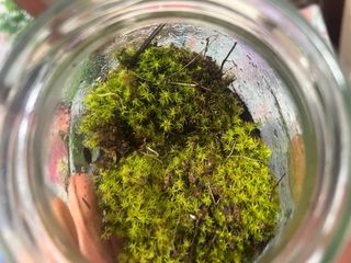 Musgo vivo para terrarios