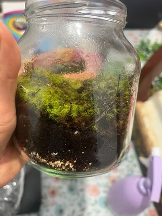 Musgo vivo para terrarios