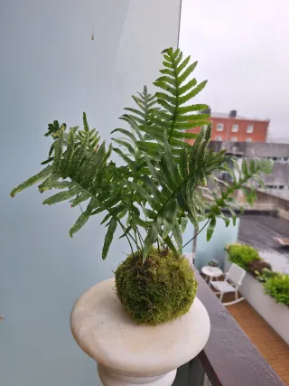 Kokedama helecho silvestre arte japonés musgo
