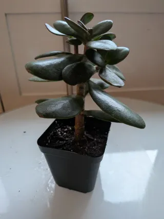 Plantas int/ext. Jade, Aspidistra, Cactus, Palmera