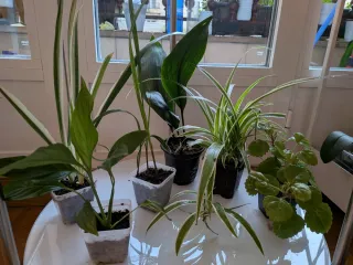 Plantas int/ext. Jade, Aspidistra, Cactus, Palmera