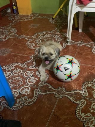 Servicios de cuidados y paseos de mascotas