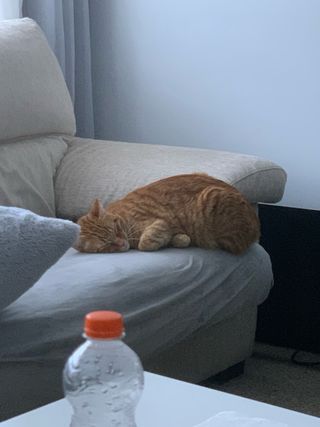 Servicios de cuidados y paseos de mascotas